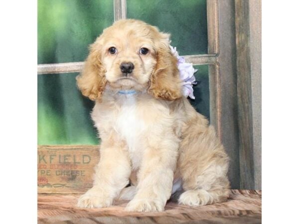 [#28834] Buff Male Cocker Spaniel Puppies For Sale