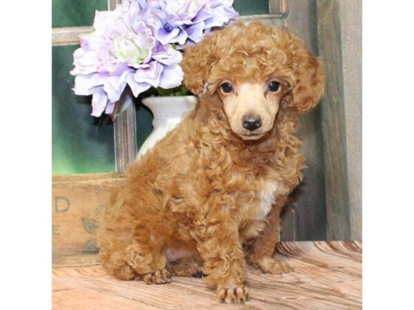 [#28836] Red Female Poodle Puppies For Sale