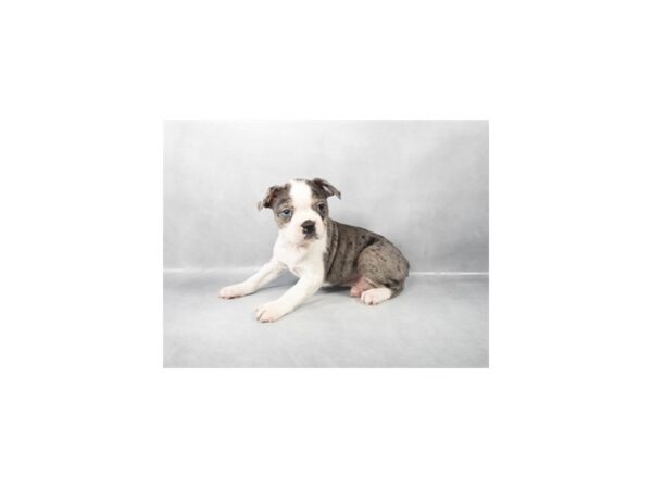 [#28848] Blue Merle and White Male Boston Terrier Puppies For Sale
