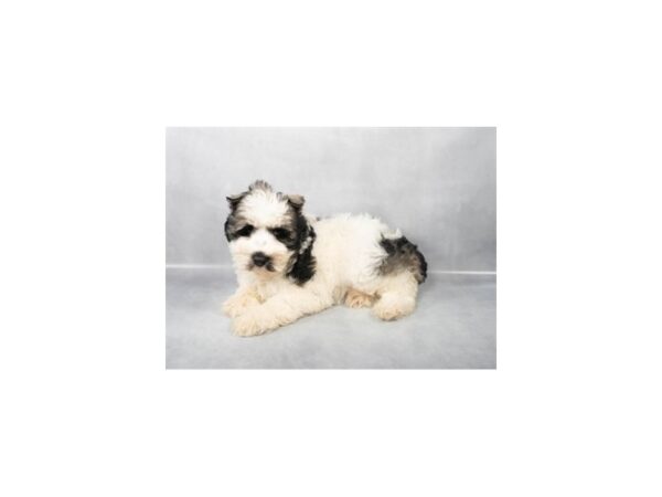 [#28849] Salt and Pepper Male Miniature Schnauzer Puppies For Sale