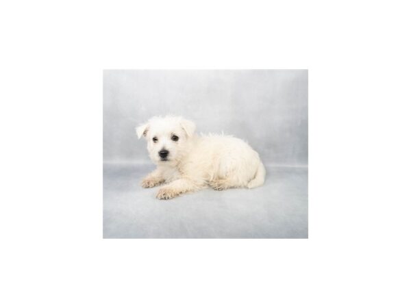 [#28850] White Female West Highland White Terrier Puppies For Sale