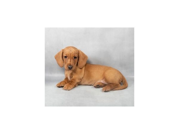 [#28851] Red Female Dachshund Puppies For Sale