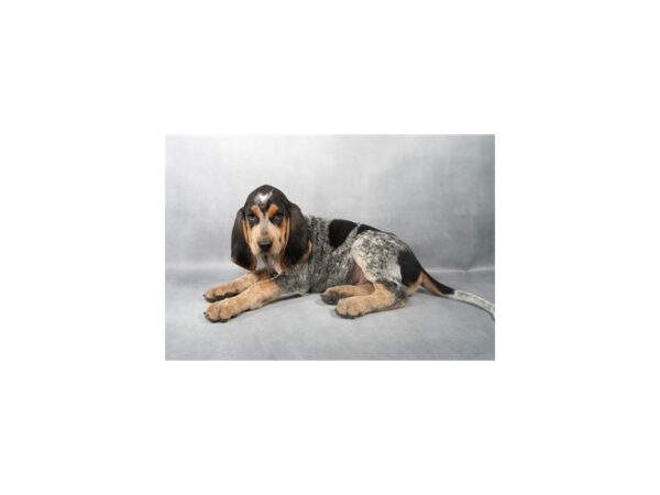 [#28852] Black White and Tan Male ENGLISH COON HOUND Puppies For Sale