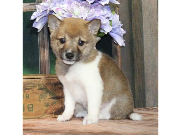 [#28839] Red Sesame Female Shiba Inu Puppies For Sale