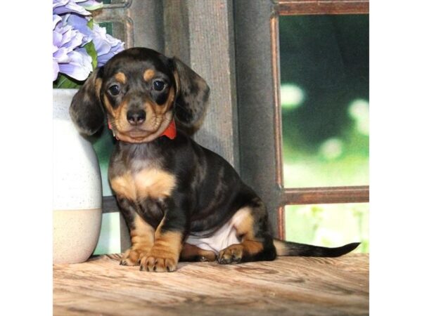 [#28840] Black / Tan Female Dachshund Puppies For Sale