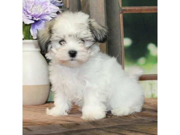 [#28841] White / Gold Female Havanese Puppies For Sale