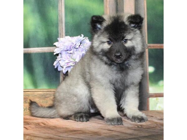 [#28842] Silver / Black Male Keeshond Puppies For Sale