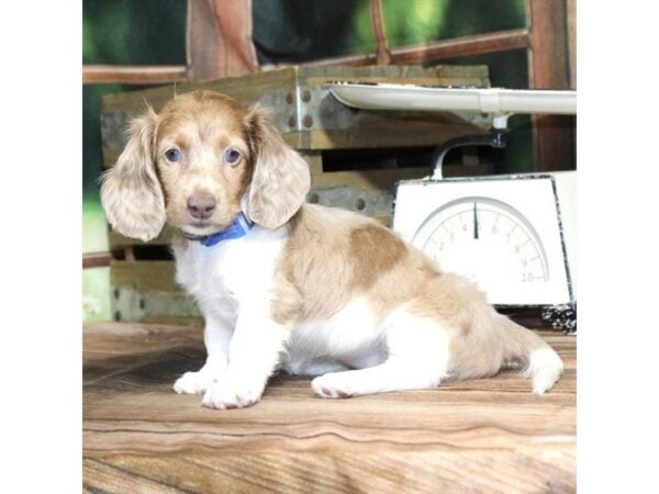 [#28843] Chocolate / Tan Female Dachshund Puppies For Sale