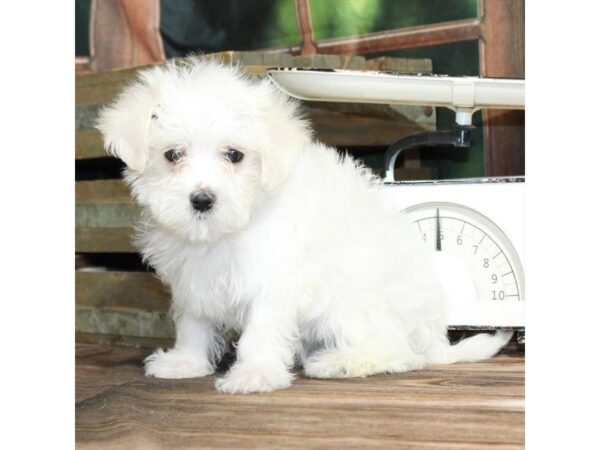 [#28844] White / Cream Female F1B Maltipoo Puppies For Sale