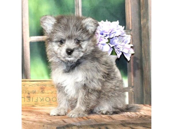 [#28845] Blue Merle Female Pomeranian/Poodle Puppies For Sale
