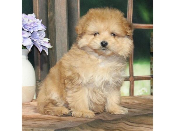 [#28846] Orange Male Pomeranian/Poodle Puppies For Sale