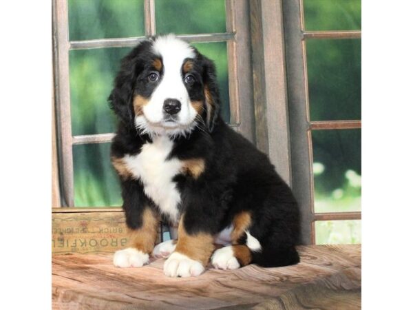 [#28847] Black / Tan Female Bernese Mountain Dog Puppies For Sale
