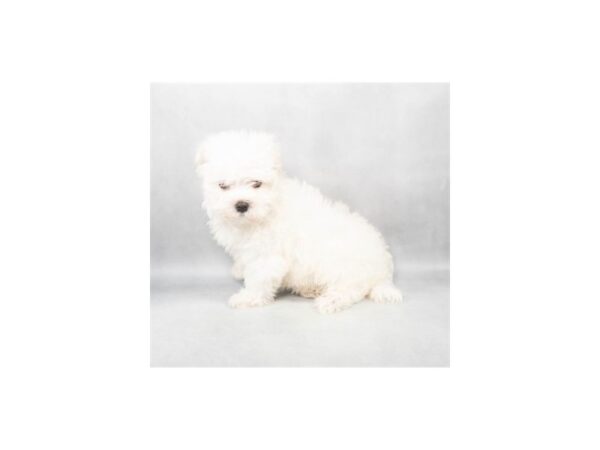 [#28854] White Female Maltese Puppies For Sale
