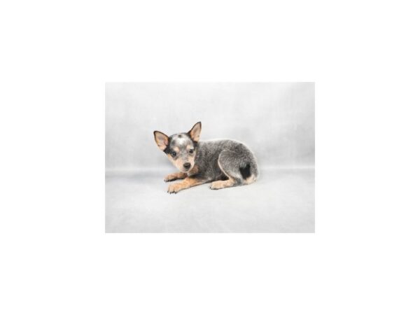 [#28856] Blue Speckled Female Australian Cattle Dog Puppies For Sale