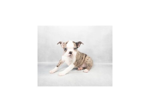 [#28857] Blue Merle and White Female Boston Terrier Puppies For Sale