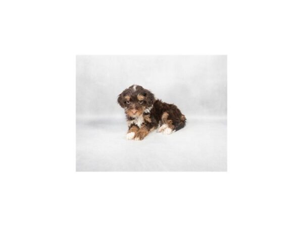[#28860] Chocolate Female Havanese Puppies For Sale