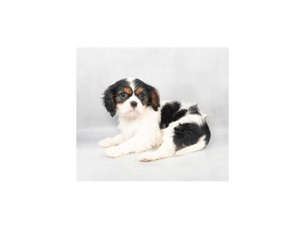 [#28861] Black and White Female Cavalier King Charles Spaniel Puppies For Sale