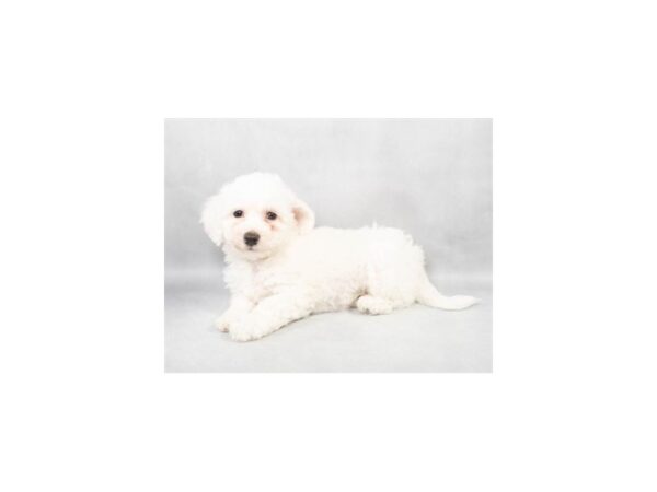 [#28863] White Male Bichon Frise Puppies For Sale