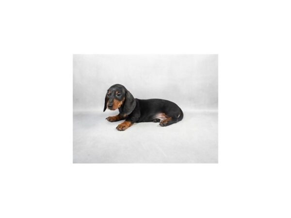 [#28864] Black and Tan Male Dachshund Puppies For Sale