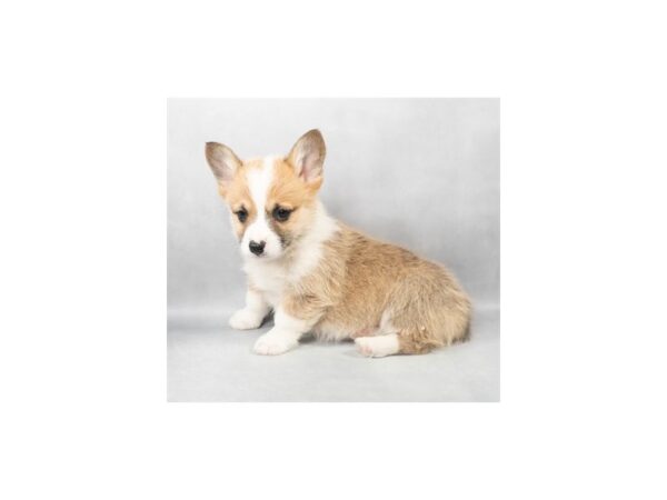 [#28865] Sable Male Pembroke Welsh Corgi Puppies For Sale
