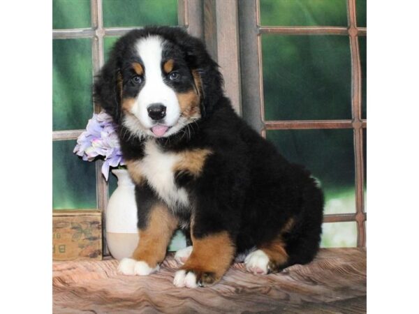 [#28867] Black / Tan Male Bernese Mountain Dog Puppies For Sale