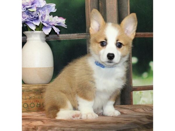 [#28868] Red / White Female Pembroke Welsh Corgi Puppies For Sale