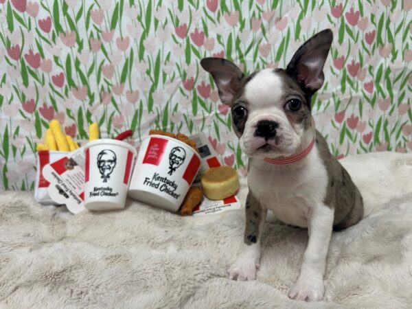 [#28857] Blue Merle and White Female Boston Terrier Puppies For Sale