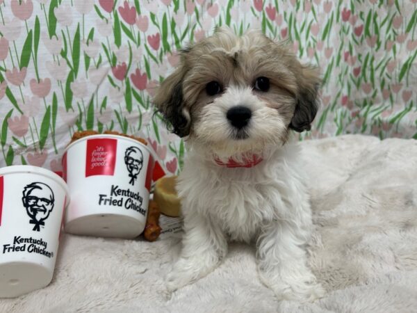 [#28866] White / Gold Female Bichon Frise/Shih Tzu Puppies For Sale