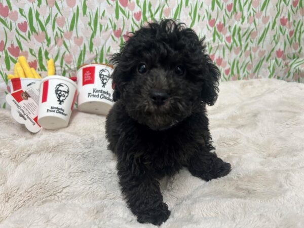 [#28862] Black Male F1B Mini Woodle Puppies For Sale