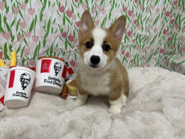 [#28868] Red / White Female Pembroke Welsh Corgi Puppies For Sale