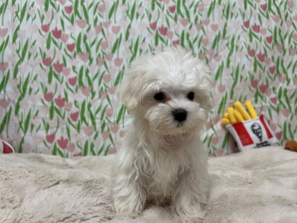 [#28854] White Female Maltese Puppies For Sale