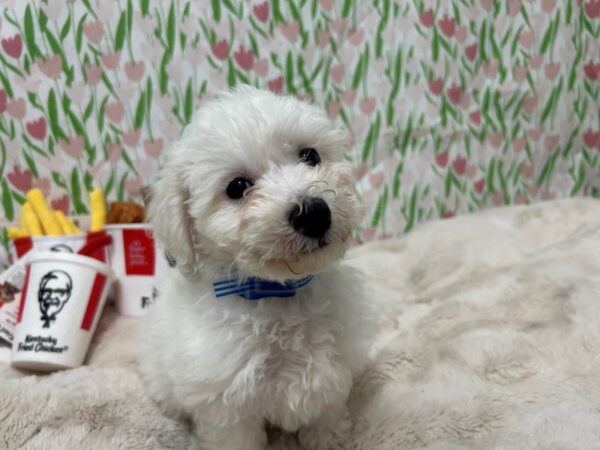 [#28863] White Male Bichon Frise Puppies For Sale