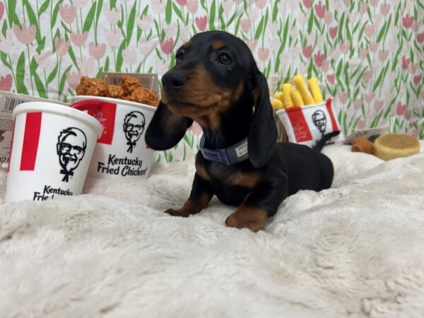 [#28864] Black and Tan Male Dachshund Puppies For Sale