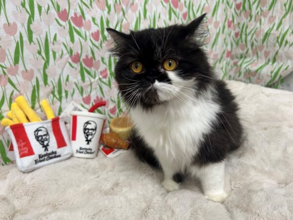 [#28853] Black & White Female Persian Kittens For Sale