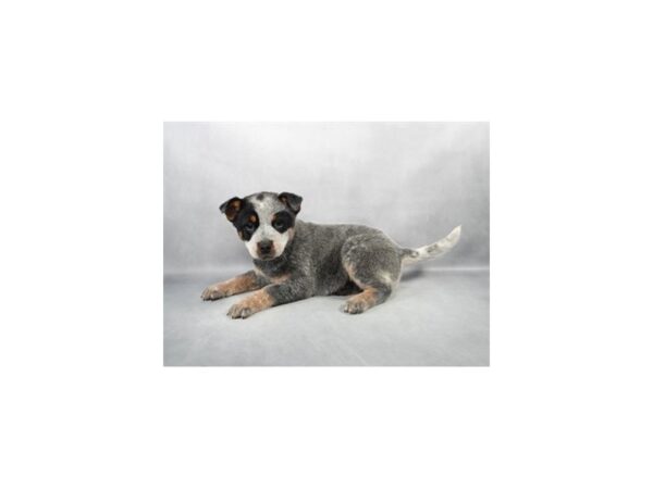 [#28878] Blue Mottled Male Australian Cattle Dog Puppies For Sale