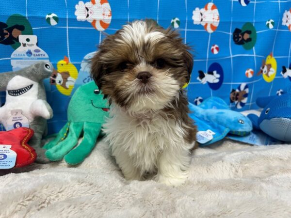 [#28881] Liver and White Female Shih Tzu Puppies For Sale