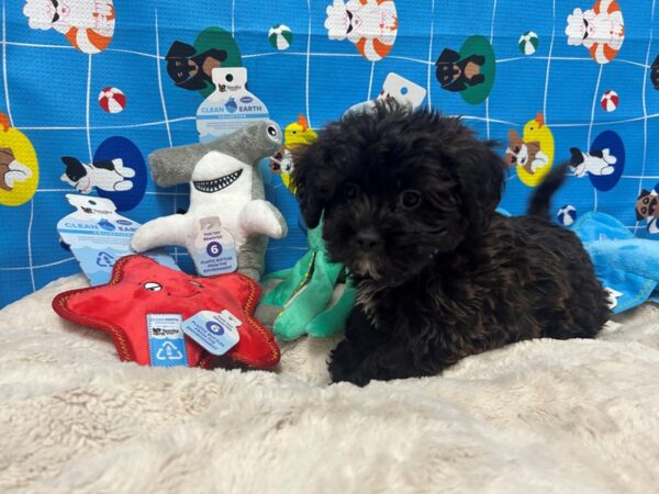 [#28876] Brindle Male Poodle/Shih Tzu Puppies For Sale