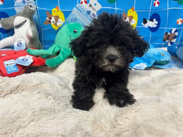 [#28877] Silver Male Poodle/Shih Tzu Puppies For Sale