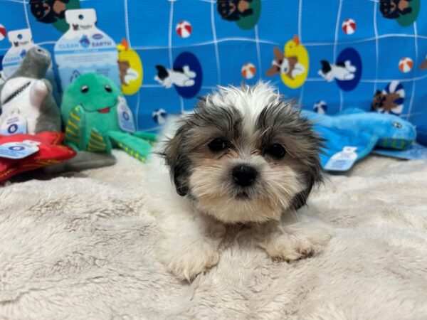 [#28880] Gold and White Female Shih Tzu Puppies For Sale