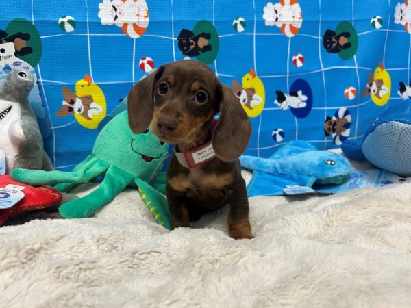 [#28879] Chocolate and Tan Female Dachshund Puppies For Sale
