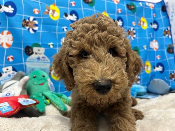 [#28884] Golden Male F1B Goldendoodle Puppies For Sale
