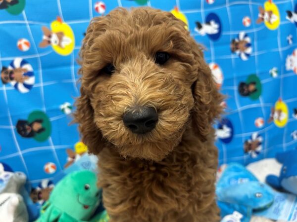 [#28885] Golden Female F1B Goldendoodle Puppies For Sale