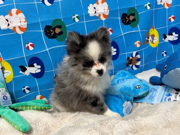 [#28874] Blue Merle / White Female Pomeranian Puppies For Sale