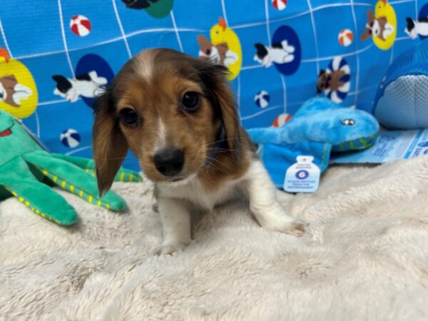 [#28872] Red Male Dachshund Puppies For Sale