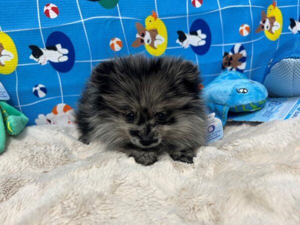 [#28873] Blue Merle Female Pomeranian Puppies For Sale