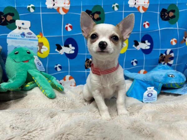 [#28869] Fawn Female Chihuahua Puppies For Sale