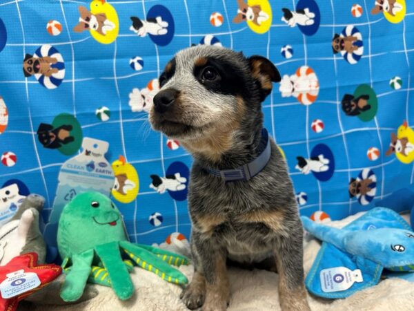[#28878] Blue Mottled Male Australian Cattle Dog Puppies For Sale