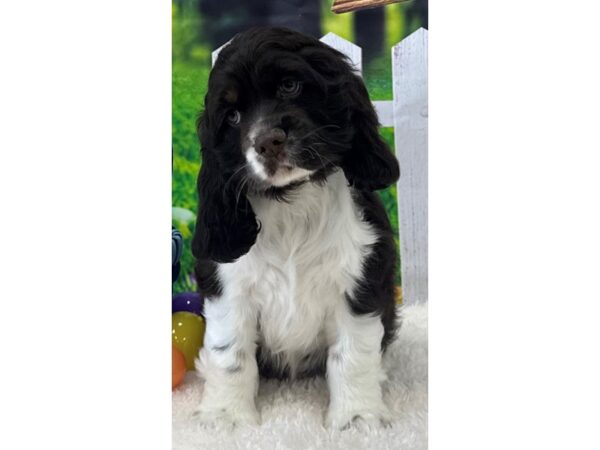 [#28892] Choc/White Male Cocker Spaniel Puppies For Sale
