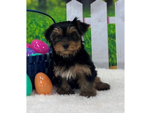 [#28894] Black/Tan Male Yorkshire Terrier Puppies For Sale
