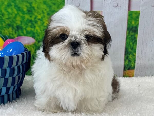 [#28889] Gold/White Male Shih Tzu Puppies For Sale